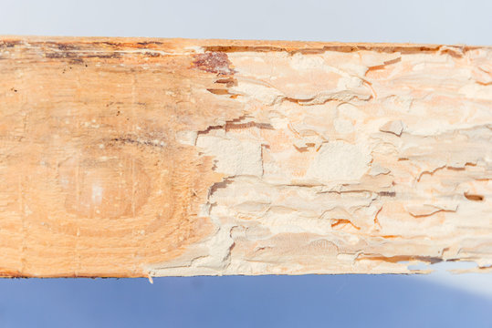 Dry Wood Destroyed By Lyctid Powderpost Beetles. Close-up On Round Holes And Tunnels With Flour-like Powder Below The Wood Surface.