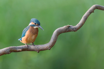 Beautiful portrait of common Kingfisher (Alcedo atthis)