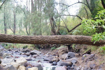 fallen tree above the river is used as a natural bridge
