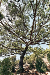 Big tree wide angle close up in turkey at coast. Dry hot summer