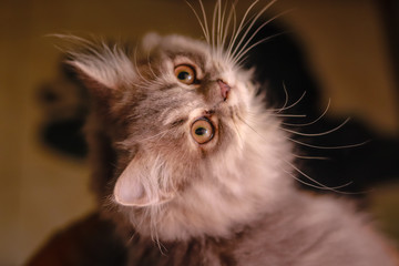 Cute persian cat is on the floor in bedroom