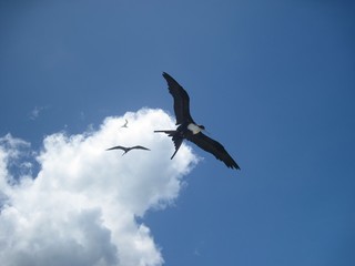 bird in flight