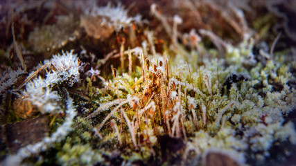 moss on the ground, frost, ice crystals