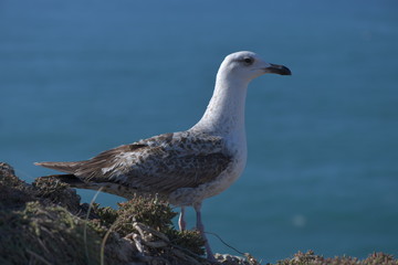 seagull on the beach