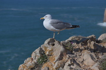 seagull on rock