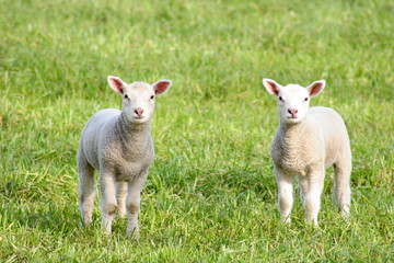 Fototapeta premium Two curious lambs in a field in Oxfordshire in the UK