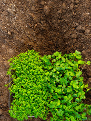 fresh sprouts of vegetable, microgreen, selective focus