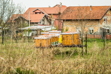 Beehives with bees in spring meadow set up 