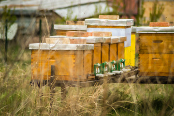 Fototapeta premium Beehives with bees in spring meadow set up 