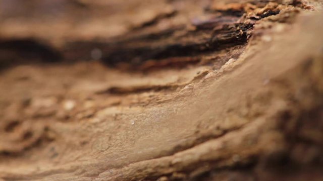 Ants walking on log carrying leaves.