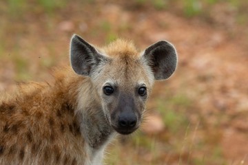 Hyena puppy looking at the camera.