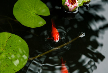 Water lily and Koi pond