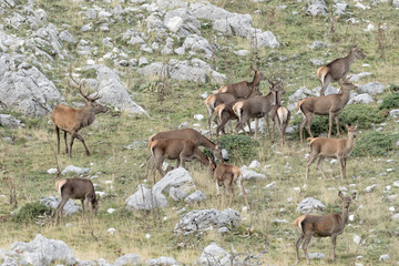 Naklejka na ściany i meble Herd of deer at grazing (Cervus elaphus)