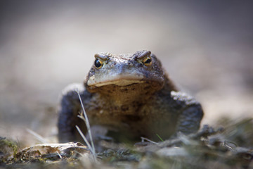 Kröte