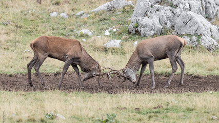Naklejka na ściany i meble The challenge, Red deer males fighting in Alps mountains (Cervus elaphus)