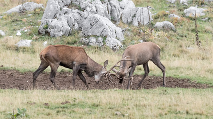 Obraz na płótnie Canvas The challenge, battle between Red deer male in breeding season (Cervus elaphus)
