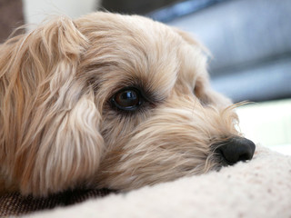 じっと座って遠くを見つめるかわいいアプリコットの小型犬【マルプー】