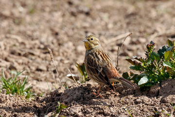 Yellowhammer emberiza citrinella female looking for food on ground in village garden. Cute little common country songbird in wildlife.
