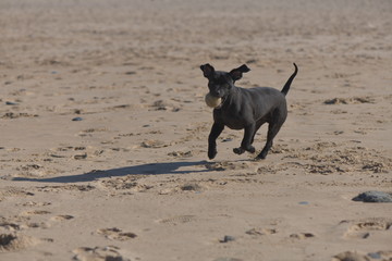 black dog on the beach