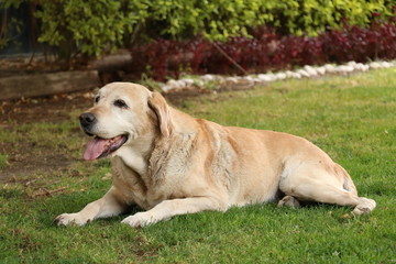 Elderly labrador retriever dog chilling on the grass