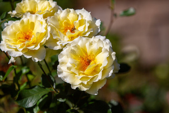 Close-up image of an isolated yellow rose from the International Rose Test Garden in Oregon.