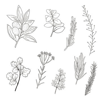 Set of hand drawn plant elements. doodle herbs and spices