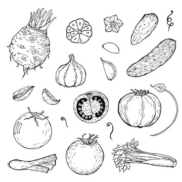 set of hand drawn vegetables. Sketch of tomato, cucumber, garlic, celery, leek