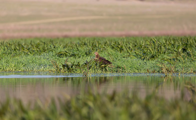 Western marsh harrier, Circus aeruginosus hunting in nature.