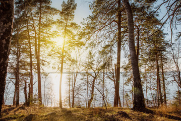 Fototapeta premium sunset in the forest, the sun's rays make their way through the branches of the trees