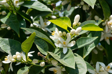 Lemon tree flowers growing on the tree.