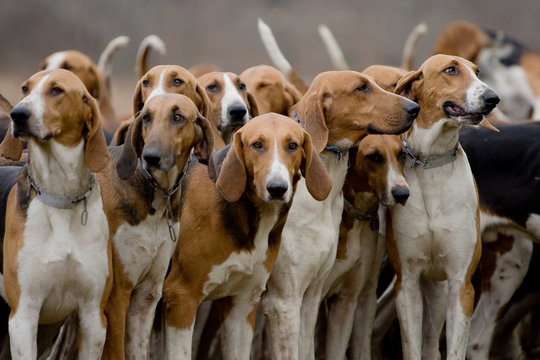 Journ&eacute;e traditionnelle de chasse a courre