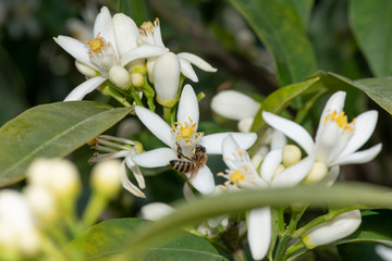 A bee pollinating orange blossoms.