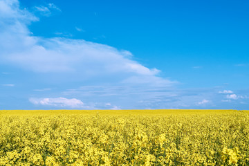Obraz premium beautiful yellow rapeseed field. sunny day, blue sky with clouds