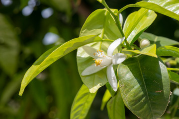 Vibrant image of a white flower in the sunlight.