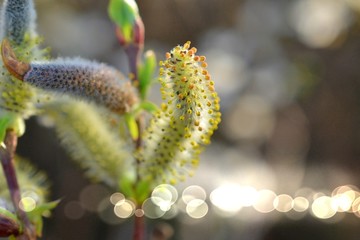 close up image of a willow blossom