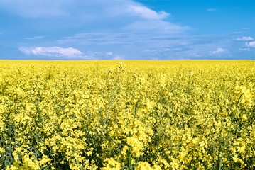 Obraz premium beautiful yellow rapeseed field. sunny day, blue sky with clouds