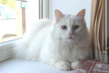 Snow-white cat, selective focus. white cat lies on the window sill. 