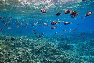 fish swim among coral in the Red Sea