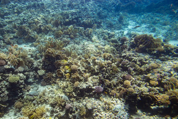 Naklejka na ściany i meble coral reef in the red sea