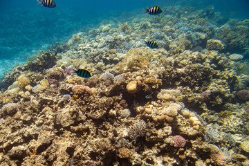Naklejka na ściany i meble fish swim among coral in the Red Sea