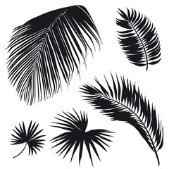Set of tropical palm leaves.