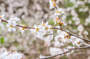 weiße Blüten