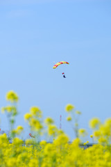 スカイダイビングと菜の花