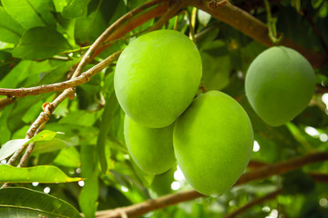 Young mango on a tree. Unripe green mangoes.