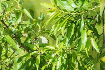Fototapeta na wymiar Green almonds in sunlight.