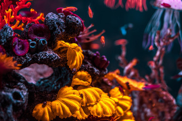 
beautiful marine aquarium with fish and marine fauna