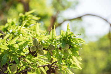 A bunch of almonds growing on an almond tree branch.