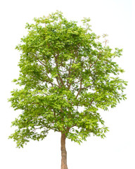 green tree isolate on white