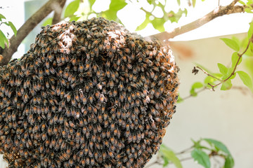 beehive on stick of tree with green nature background and sunlight