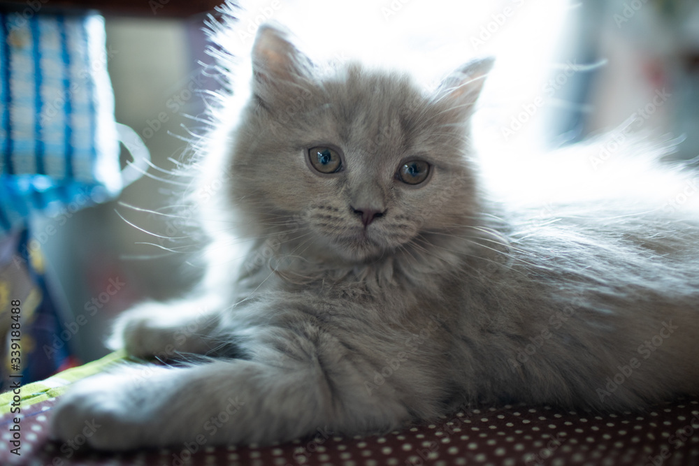 Wall mural Gray fluffy kitten